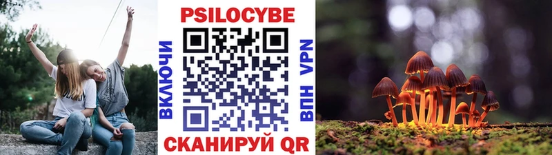 кракен tor  Буй  Псилоцибиновые грибы Psilocybe 